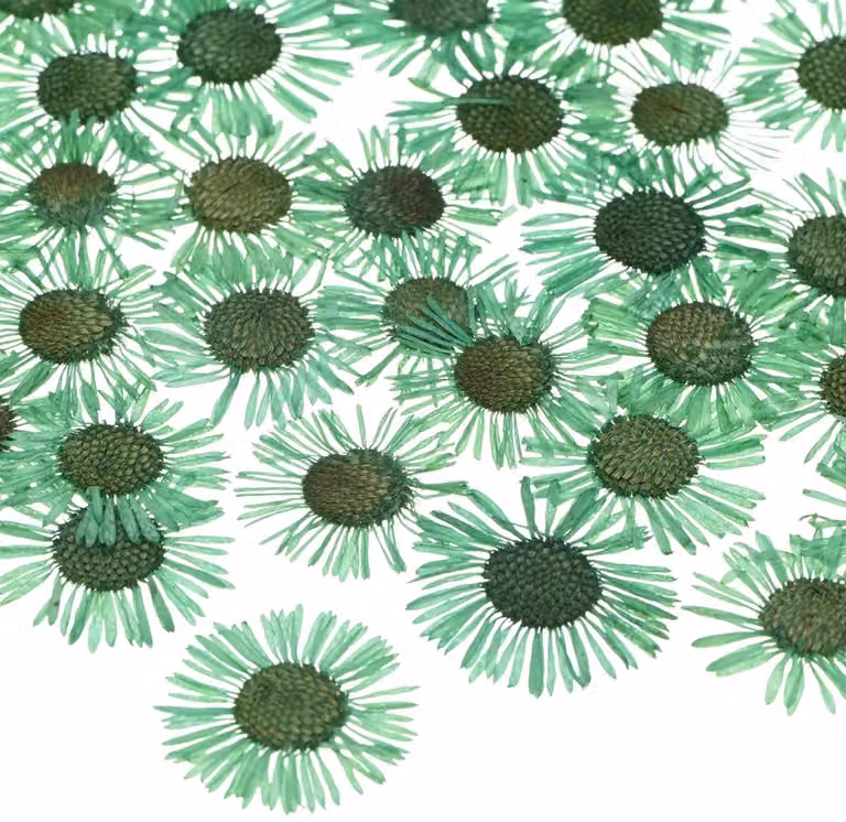 Dailygoods 60 stuks gedroogde geperste bloemen voor hars en ambachten - Groen
