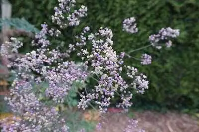 6 x Thalictrum hybr. Elin Wilde akelei in pot van 9 x 9 cm van GRDplanten