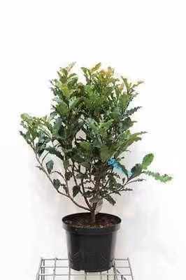 Photinia serr. 'Crunchy'® Glansmispel, 60-80 cm pot