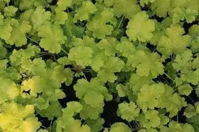 6 x Heuchera hybr. Lime Rickey - Purperbloemige kornoelje - Pot van 9 x 9 cm
