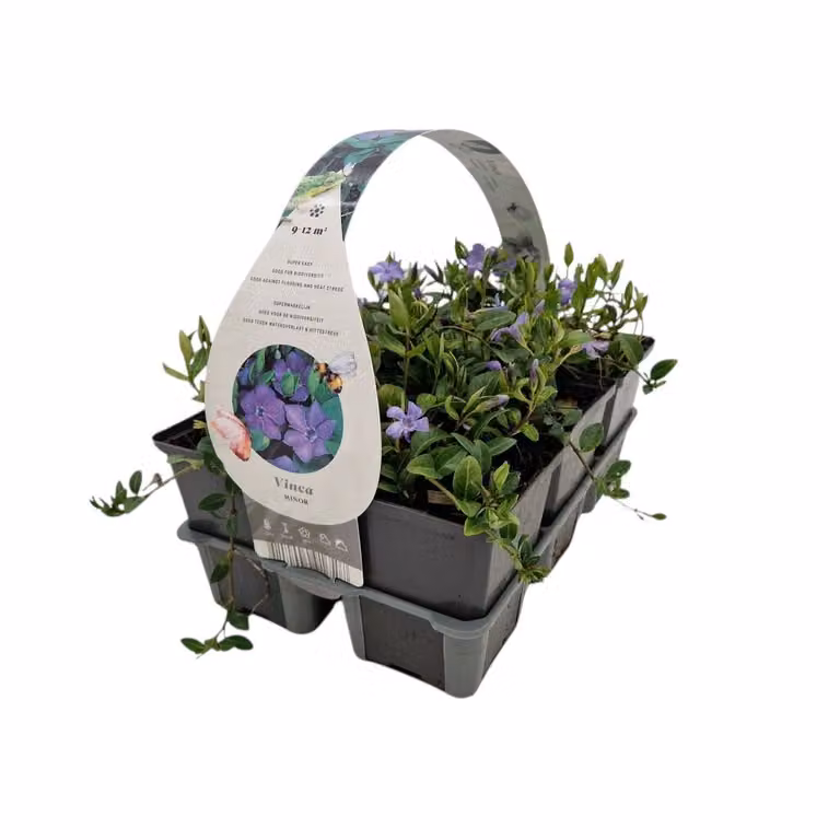 De Jong tuinplanten Vinca minor - Kleine maagdenpalm
