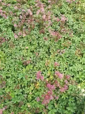 6 x Astrantia major Ruby Star Sterrenbloem - Pot van 9 x 9 cm - GRDplanten