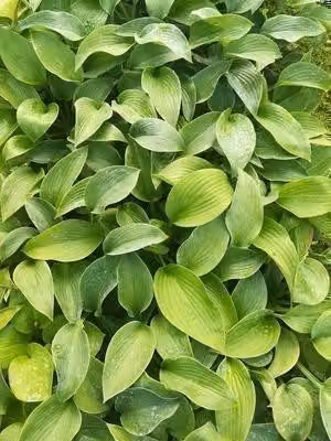 6 x Hosta hybride Big Mama in pot van 9 x 9 cm van GRDplanten