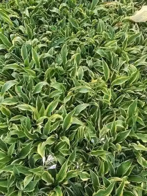 6x Hosta hybride Wolverine in pot van 9 x 9 cm van GRDplanten