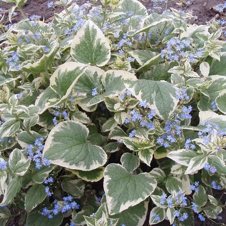 6x Brunnera macrophylla Variegata Kaukasische vergeet-mij-niet, Pot van 9x9 cm