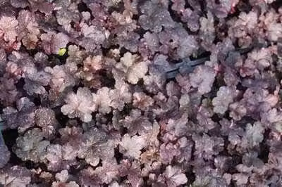 6 x Heuchera hybr. Midnight Rose - Purperkleurige korrelbloem - Pot van 9 x 9 cm - GRDplanten