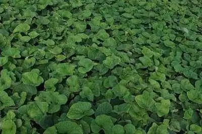 6 x Brunnera macrophylla Betty Bowring Kaukasische vergeet-mij-niet, pot van 9 x 9 cm