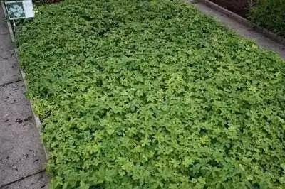6 x Astrantia major Florence Sterrenbloem - Pot van 9 x 9 cm - GRDplanten