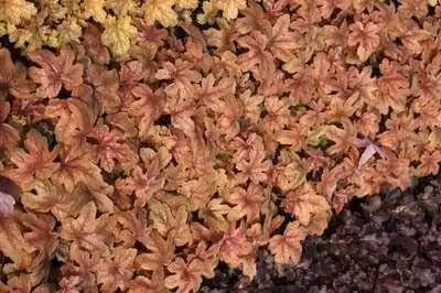 6 x Heucherella hybr. Sweet Tea Bastaardschuimplant, Pot van 9 x 9 cm, GRDplanten