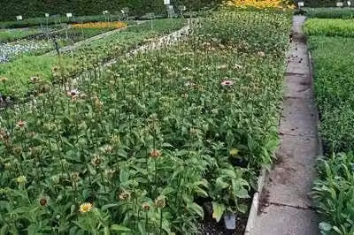 6 x Echinacea purpurea Ruby Giant Zonnehoed - Pot van 9 x 9 cm - GRDplanten