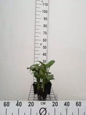 6 x Zantedeschia aethiopica Witte calla in pot van 9 x 9 cm van GRDplanten