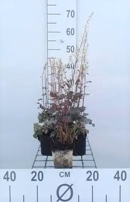 6 x Heucherella hybr. Quicksilver Bastaardschuimplant, Pot van 9 x 9 cm