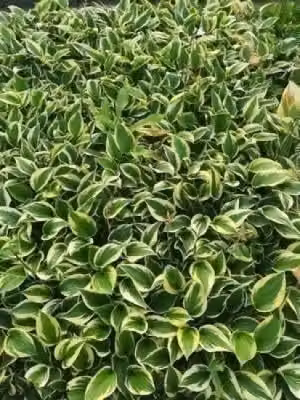 6x Funkia Hosta hybr. Twilight 9x9 cm pot