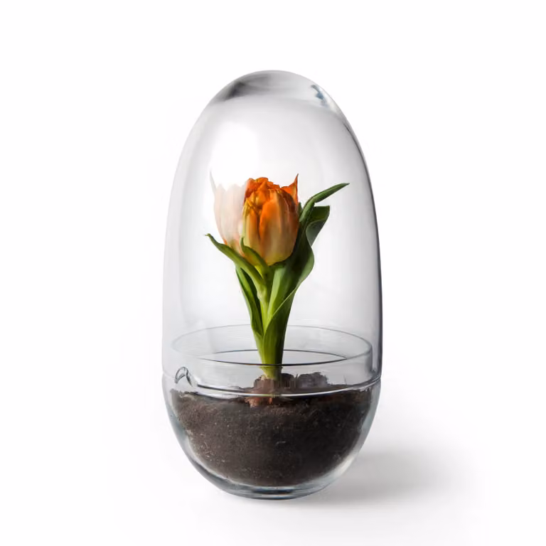 Design House Stockholm Grow kas middel voor op tafel Ø11 cm