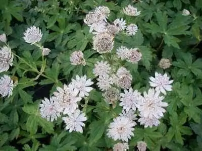 6 x Astrantia major Alba Sterrenbloem - Pot van 9 x 9 cm - GRDplanten