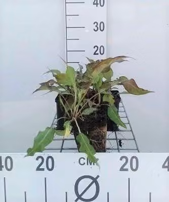 6 x Persicaria amplexicaulis Dark Red Kerzenknöterich in pot van 9 x 9 cm van GRDplanten