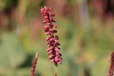 6 x Persicaria amplexicaulis Caliente GRDplanten - Brandnetelachtigen - Pot van 9 x 9 cm