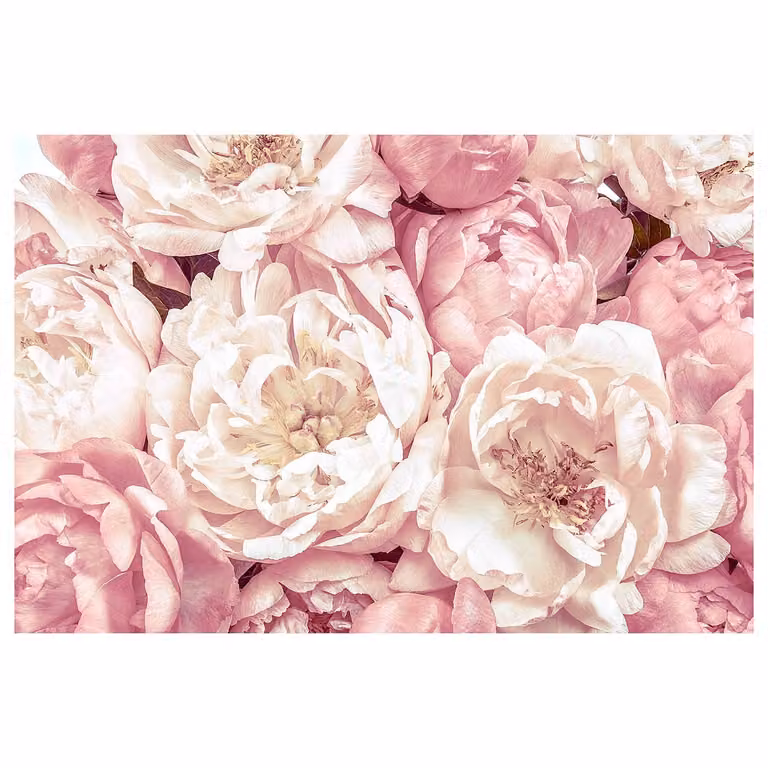 home24 Vliesbehang Peonies Floral Mural, Multicolour/Roze, Breedte: 368 cm, Hoogte: 248 cm